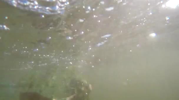 netting a fish in shallow water - Footage, Video