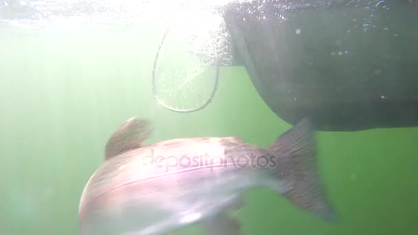 Unterwasseraufnahmen vom Versuch, einen Fisch zu netzen - Filmmaterial, Video