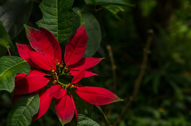 Boże Narodzenie gwiazda kwiat ogród - Zdjęcie, obraz