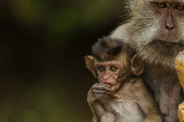 monkey with baby closeup - Photo, Image