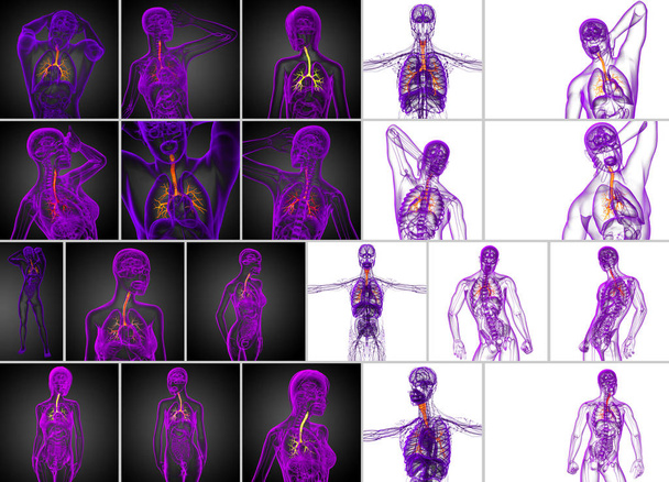 Rendering 3D illustrazione medica dei bronchi maschili
  - Foto, immagini