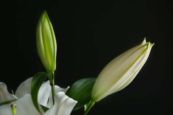 Beautiful lily buds - Foto, imagen