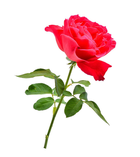 red rose with leaf isolated on white background - Fotó, kép