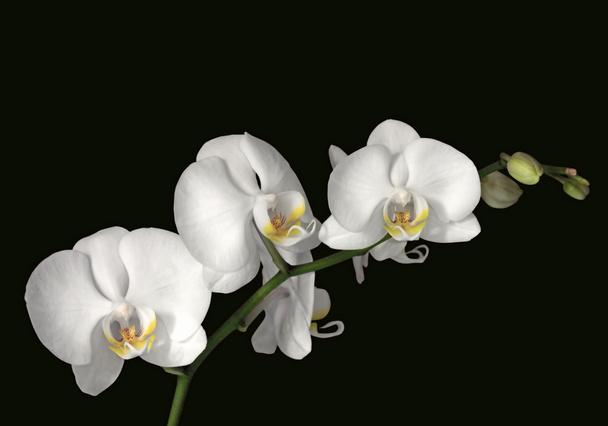 White orchidée - Zdjęcie, obraz