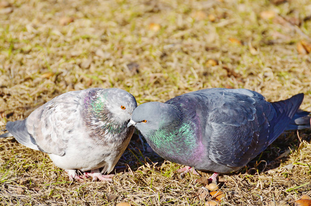 amour jeux dans les pigeons
 - Photo, image