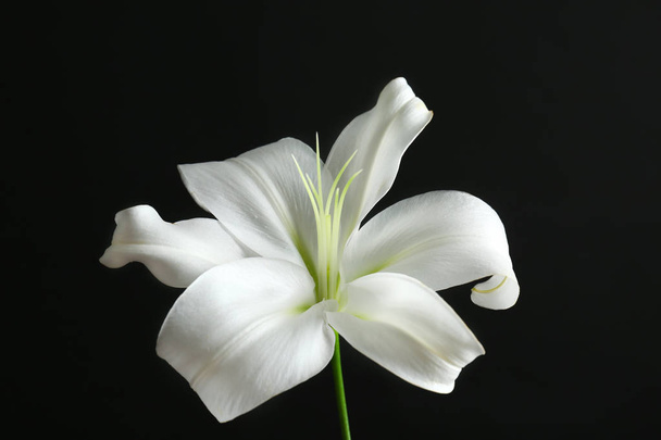 Beautiful white lily  - Fotó, kép