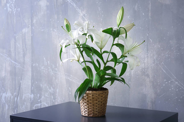 Beautiful white lilies   - Photo, image