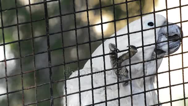 Cacatúa blanca enjaulada con expresión de tristeza y reja en cautiverio
 - Imágenes, Vídeo