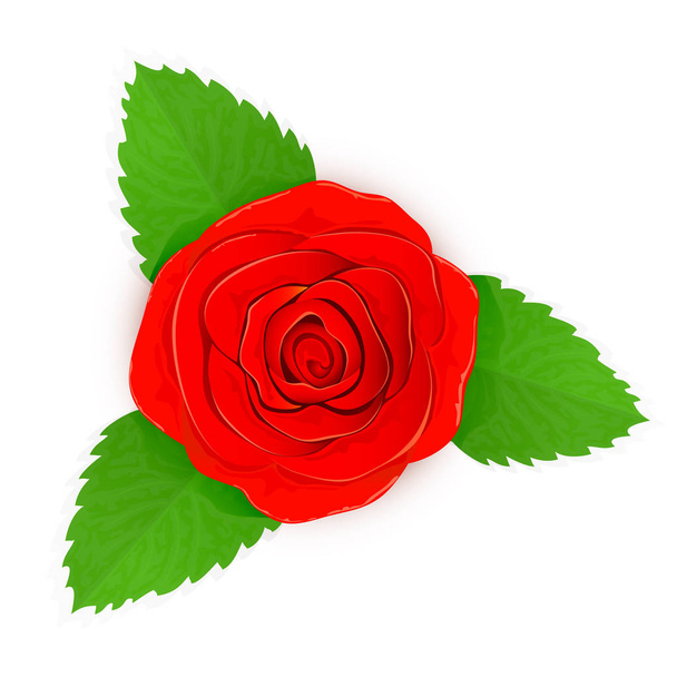 κόκκινο τριαντάφυλλο σε λευκό φόντο - Διάνυσμα, εικόνα