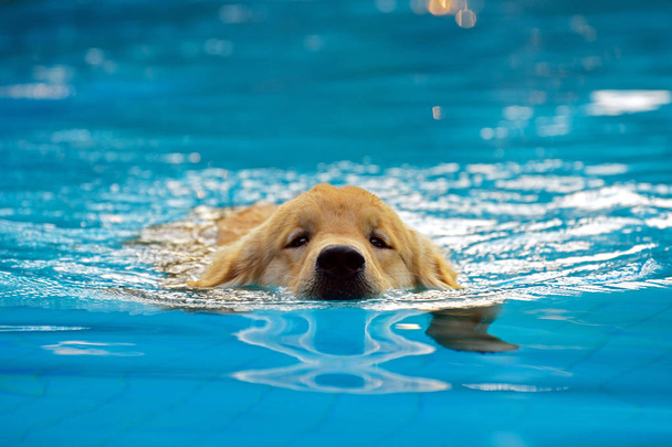 Άσκηση κουτάβι Γκόλντεν Ριτρίβερ σε πισίνα - Φωτογραφία, εικόνα
