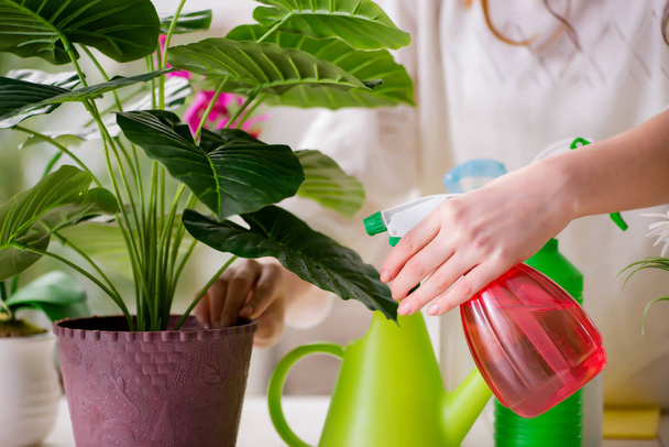 Young woman looking after plants at home - 写真・画像