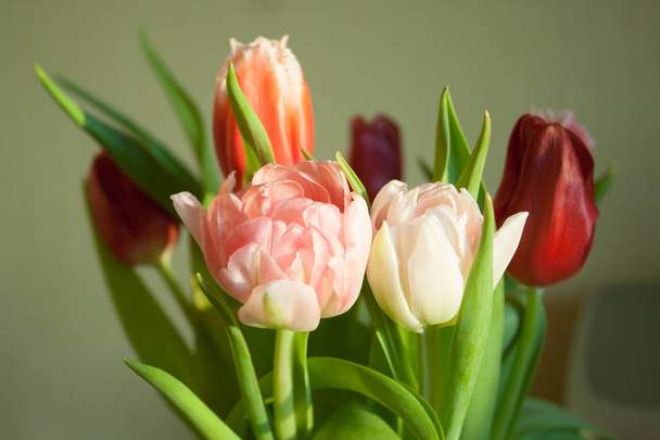 rose soft tulips closeup on bouquet background - Φωτογραφία, εικόνα