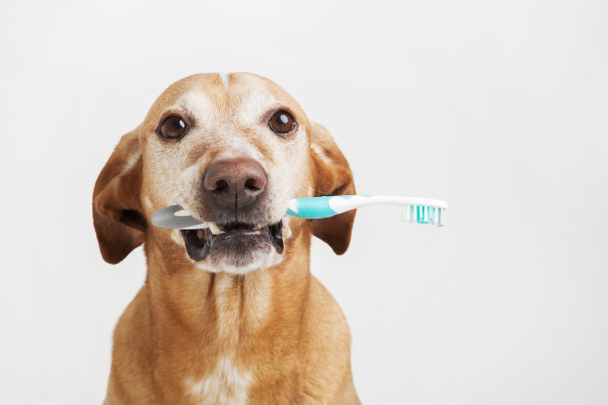 Коричневая собака держит зубную щетку
. - Фото, изображение