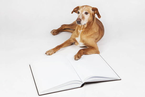 Brown cane sdraiato da un libro aperto
.  - Foto, immagini