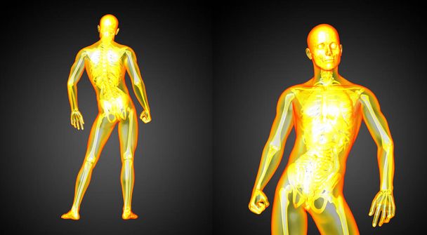 Rendering 3D illustrazione medica dell'anatomia umana
  - Foto, immagini