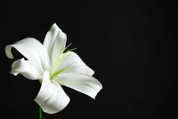 Beautiful white lily  - Valokuva, kuva