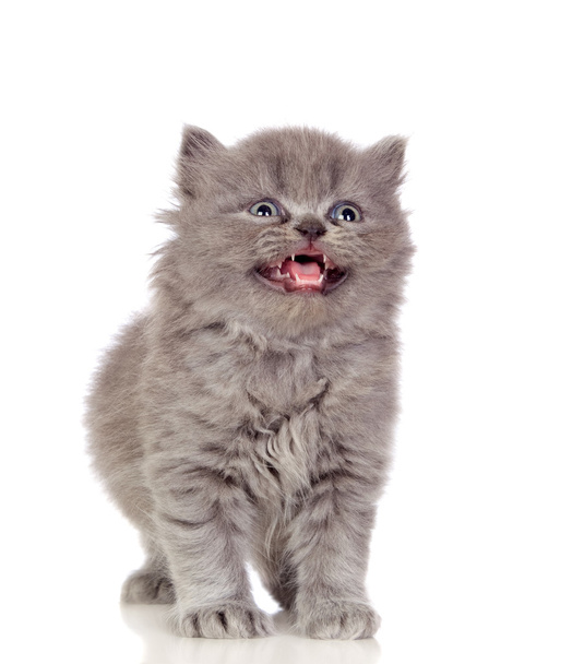 Beautiful angora kitten with gray and soft hair - Valokuva, kuva