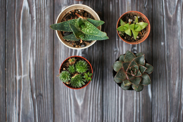 Mix of succulents on a wooden table - Foto, Imagen