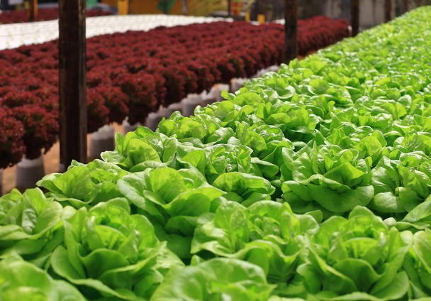 Multicolor fresh cabbage growing  - Valokuva, kuva