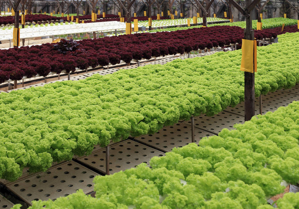 Rows of multicolor lettuce  - Foto, Bild
