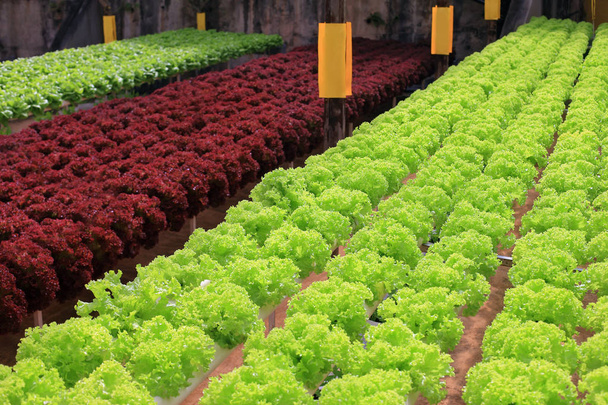 Rows of multicolor lettuce  - Foto, Bild