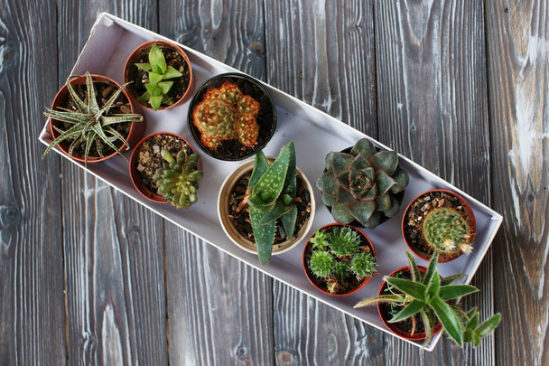 Mix of succulents on a wooden table - Photo, Image