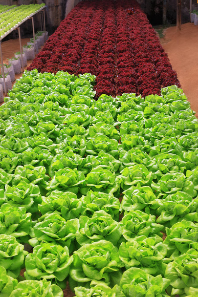 cabbage growing in greenhouse - Foto, Bild