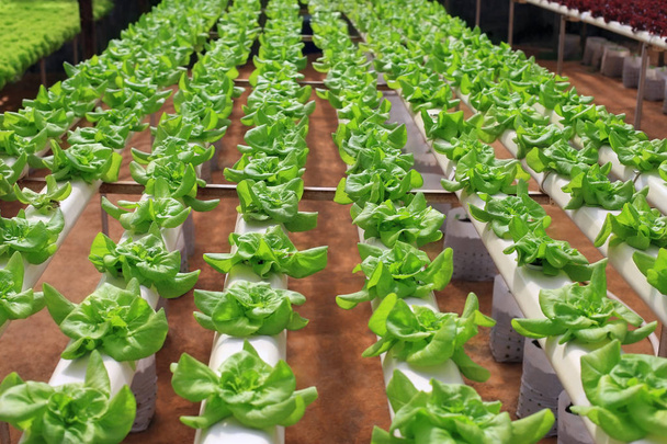 Green fresh cabbage growing  - Valokuva, kuva