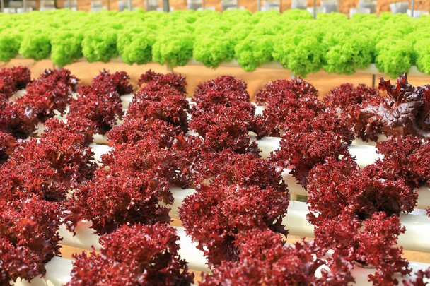 Organic lettuce cultivation farm - Valokuva, kuva