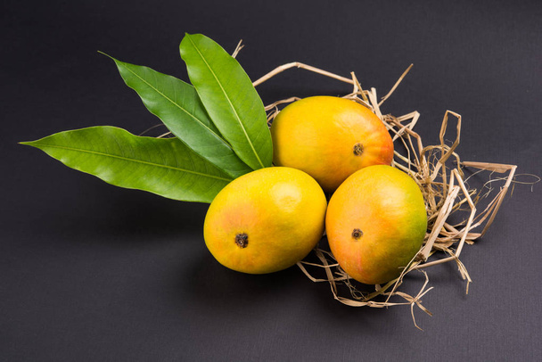 Král ovoce; Alphonso žluté Mango ovoce duo s stonky a zelená listová izolovaných na bílém pozadí v koši hůl, produkt Konkan z Maháráštry - Indie - Fotografie, Obrázek