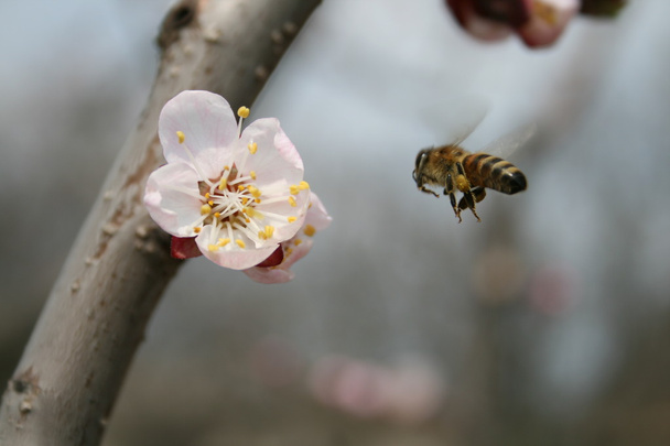 Бджола на роботі
 - Фото, зображення