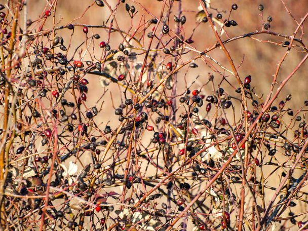 Textura natural o rosa silvestre en invierno
 - Foto, Imagen