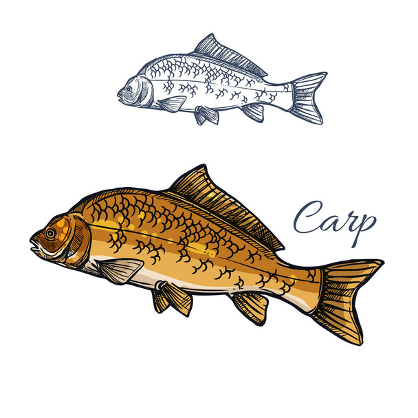Κυπρίνοι ψάρια απομονωμένες σκίτσο για σχεδιασμό θέματα τροφίμων - Διάνυσμα, εικόνα