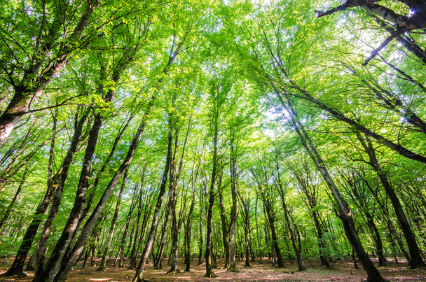 Green forest during bright summer day - Foto, Bild