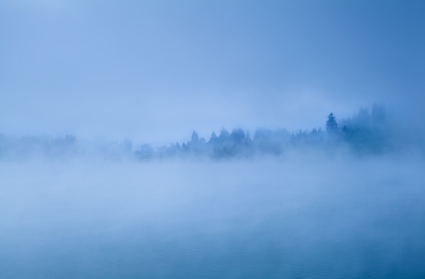 floresta conífera alpina no nevoeiro da manhã
 - Foto, Imagem