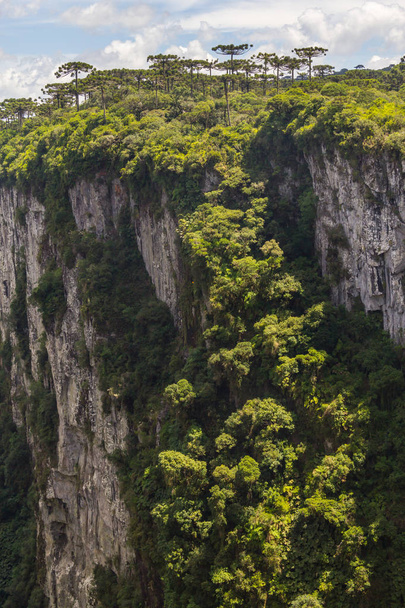 Bosque Araucaria angustifolia en el Cañón Itaimbezinho
 - Foto, imagen