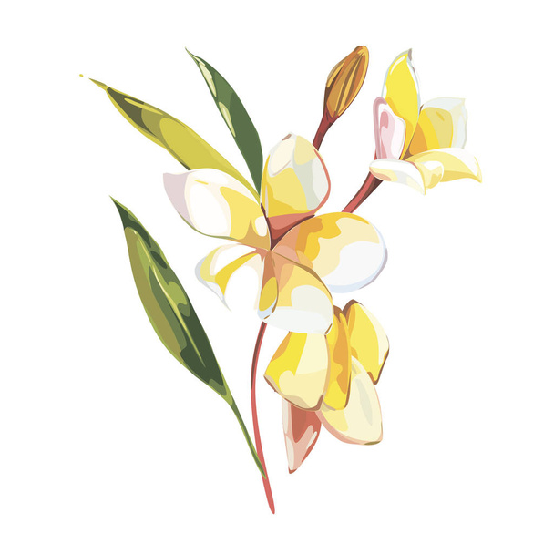 Tropical flowers plumeria isolated on white background. EPS 10 - Вектор,изображение