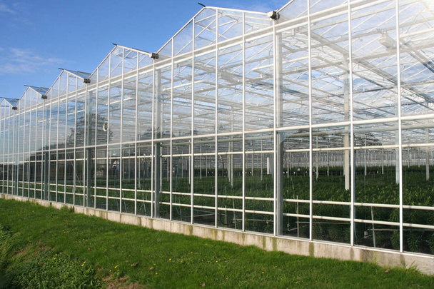 オランダのウェストランドで農業の温室 - 写真・画像