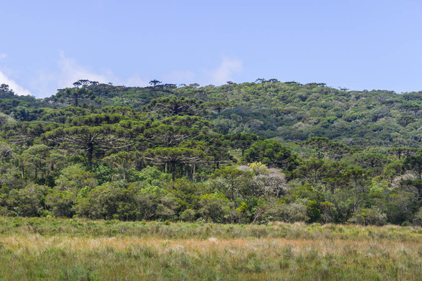 Araucaria angustifolia bos op Itaimbezinho Canyon - Foto, afbeelding