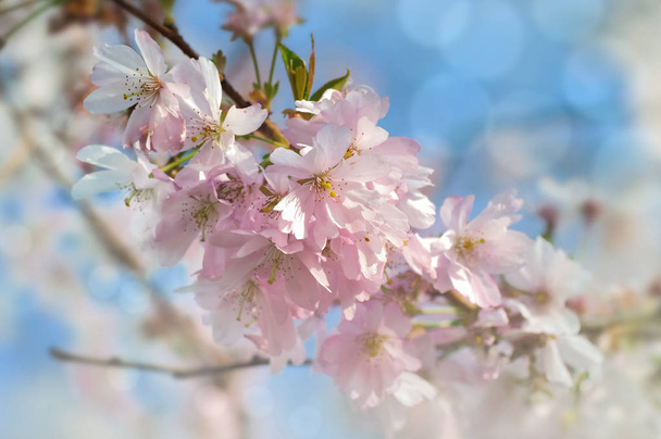 красивий весна цвітіння
 - Фото, зображення