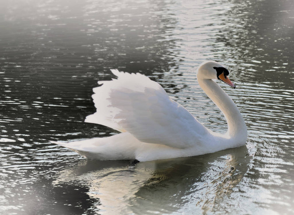 Mooie zwaan op een meer - Foto, afbeelding