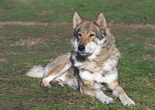 El perro de la raza el Laika Siberiano Occidental sobre el césped
 - Foto, Imagen