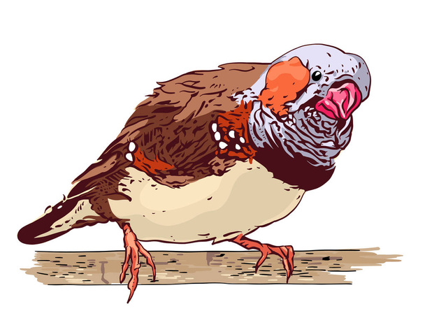 Zebravink vogel - Vector, afbeelding