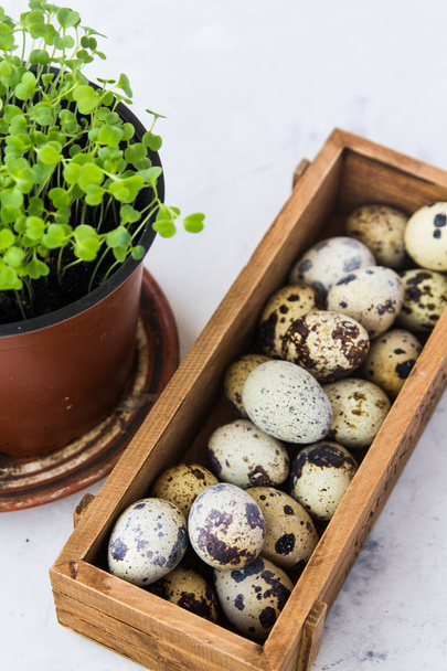 Quail eggs in a wooden box, next to a pot with seedlings - Foto, Bild