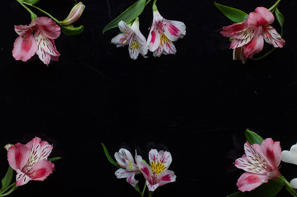 Beautiful alstroemeria flowers on a black background, with copy  - Photo, image