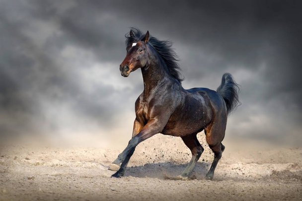 Красива затока кінь біжить галопом у піщаному полі проти темно-синього неба
 - Фото, зображення