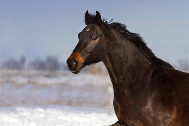 Portret van de baai paard in beweging op de winterdag - Foto, afbeelding