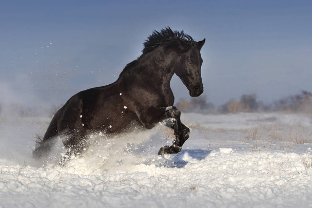 μαύρο άλογο στο χιόνι今早关门的草地上有雾的字段 - Φωτογραφία, εικόνα