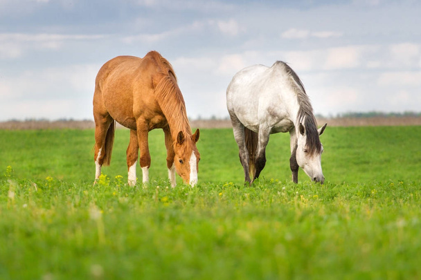 Pâturage des chevaux dans les pâturages printaniers
 - Photo, image