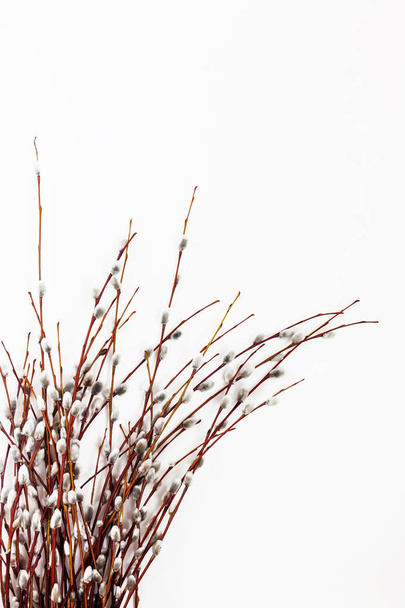 Zweige und Strauß Weiden isoliert auf weißem Hintergrund - Foto, Bild
